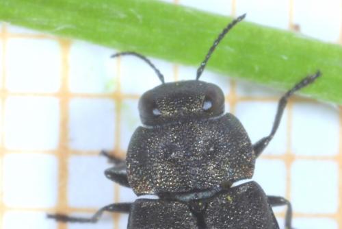 Réf. 257 881 : Anthaxia quadripunctata